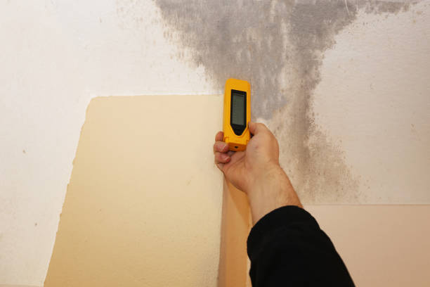 Best Comprehensive Air Testing for Mold Contaminants  in Quincy, MA