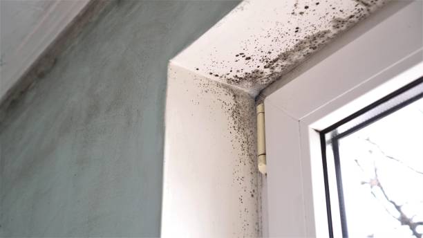 Best Water Damage & Mold Remediation  in Quincy, MA