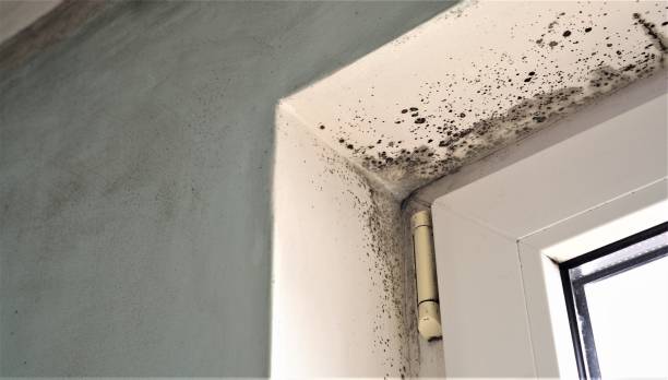 Professional Mold Inspection, Removal & Remediation in Quincy, MA