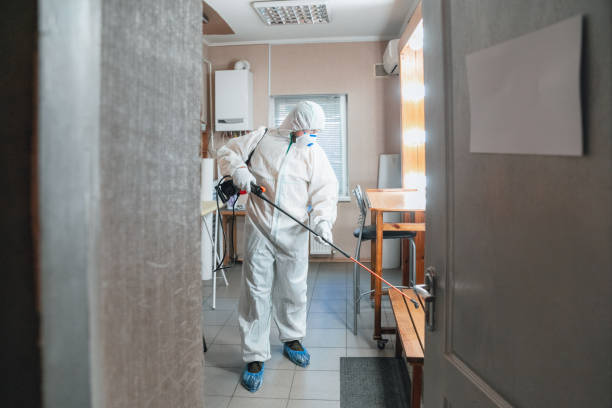 Best Black Mold Removal  in Quincy, MA