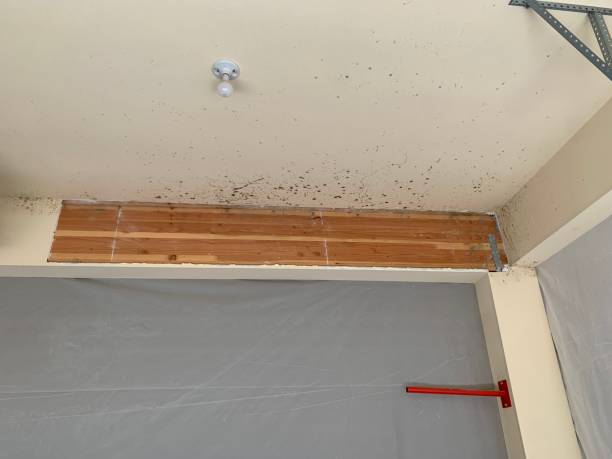 Best Mold Removal for HVAC Installations  in Quincy, MA