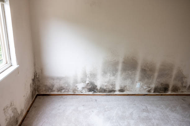 Best Real Estate Mold Inspection  in Quincy, MA